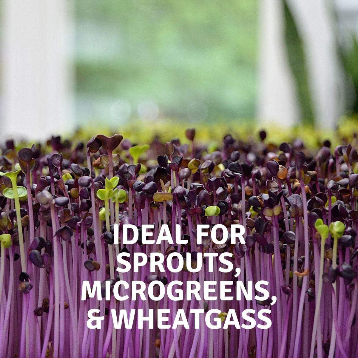 Micro-Mats Hydroponic Grow Pads - for Organic Production - 10 Pack - Plant & Seed Germination: Wheatgrass, Microgreens, More - for 20" x 10" Greenhouse Trays