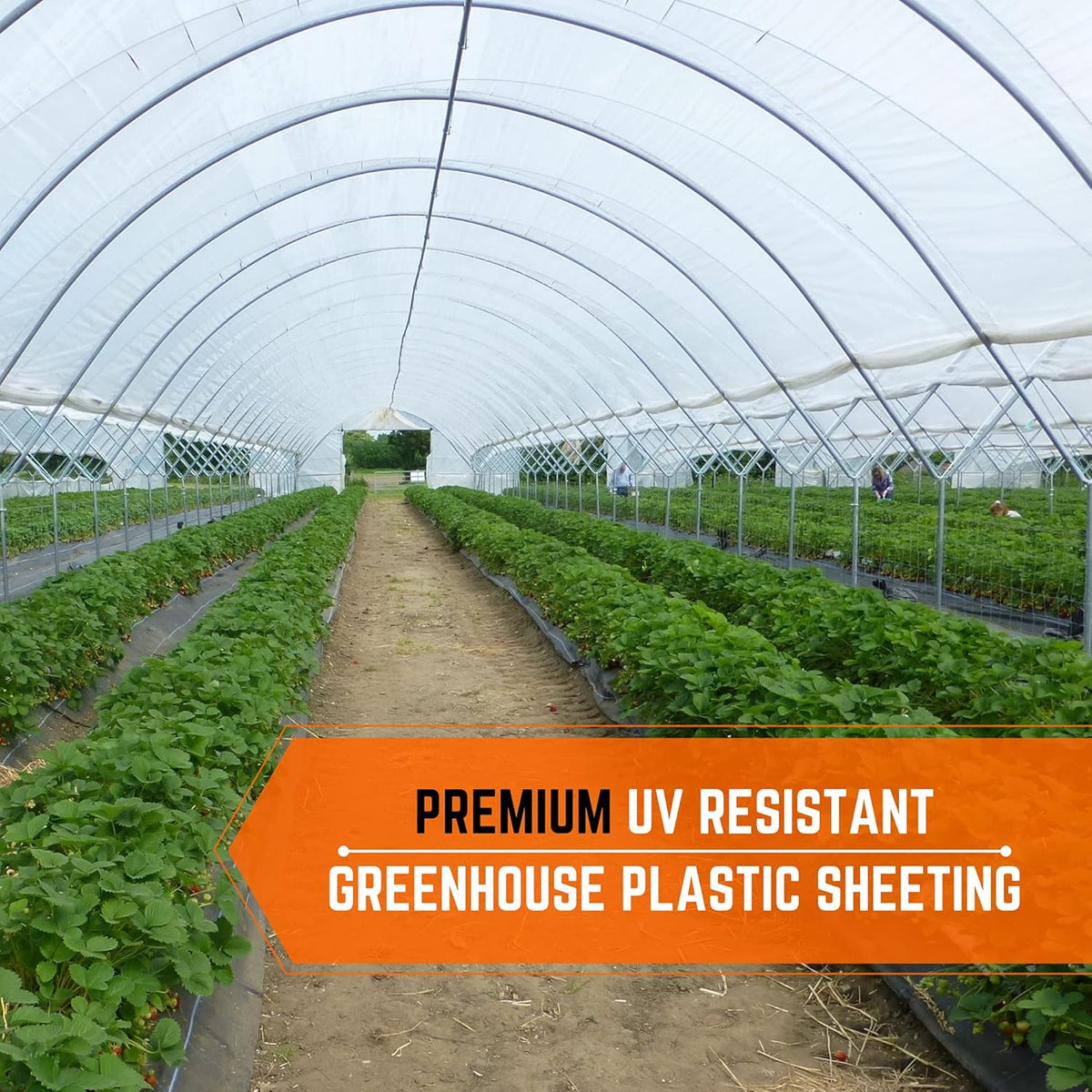 Farm Plastic Supply - Clear Greenhouse Plastic Sheeting - 6 mil - (25' x 18') - 4 Year UV Resistant Polyethylene Greenhouse Film, Hoop House Green House Cover for Gardening, Farming, Agriculture